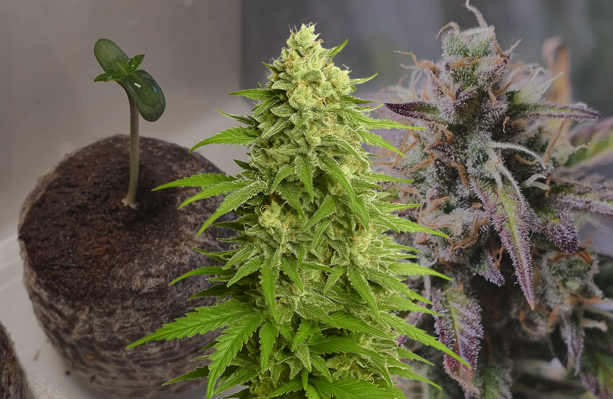 Haze Auto Week-voor-Week Kweekdagboek