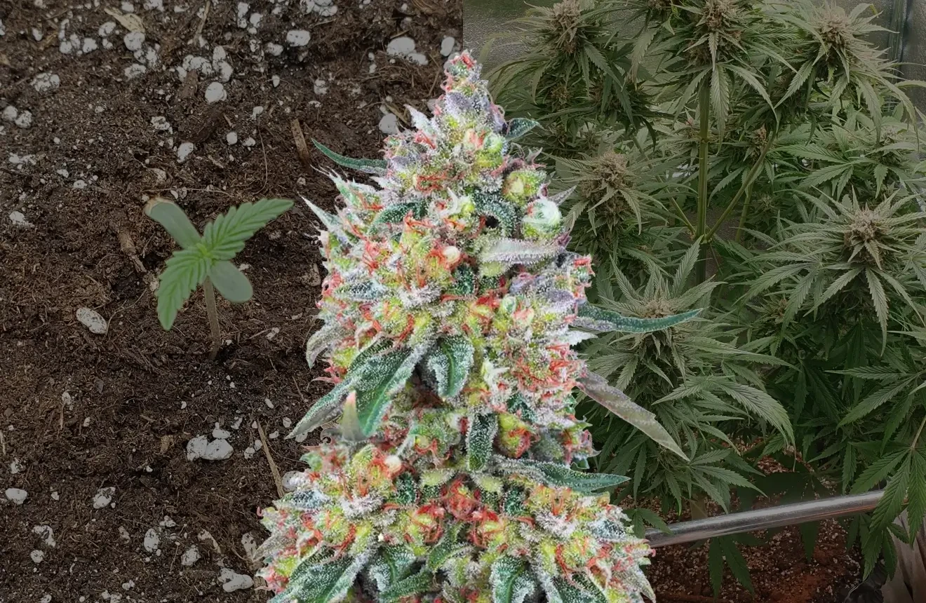 Hellfire OG Auto Kweekdagboek van Week tot Week