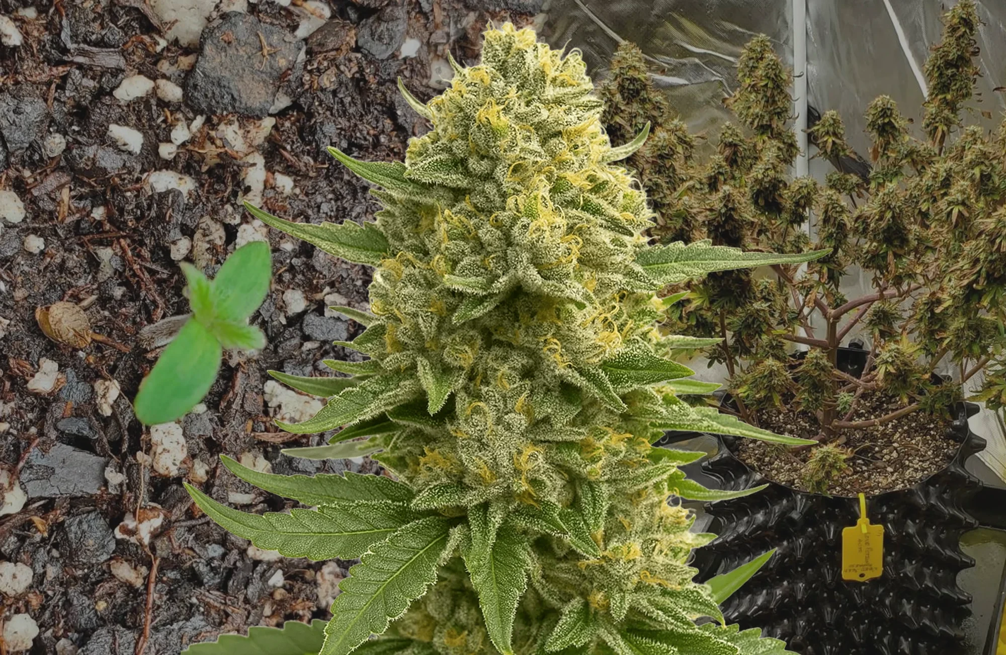Love Potion Auto – Kweekdagboek per Week & Strain Review