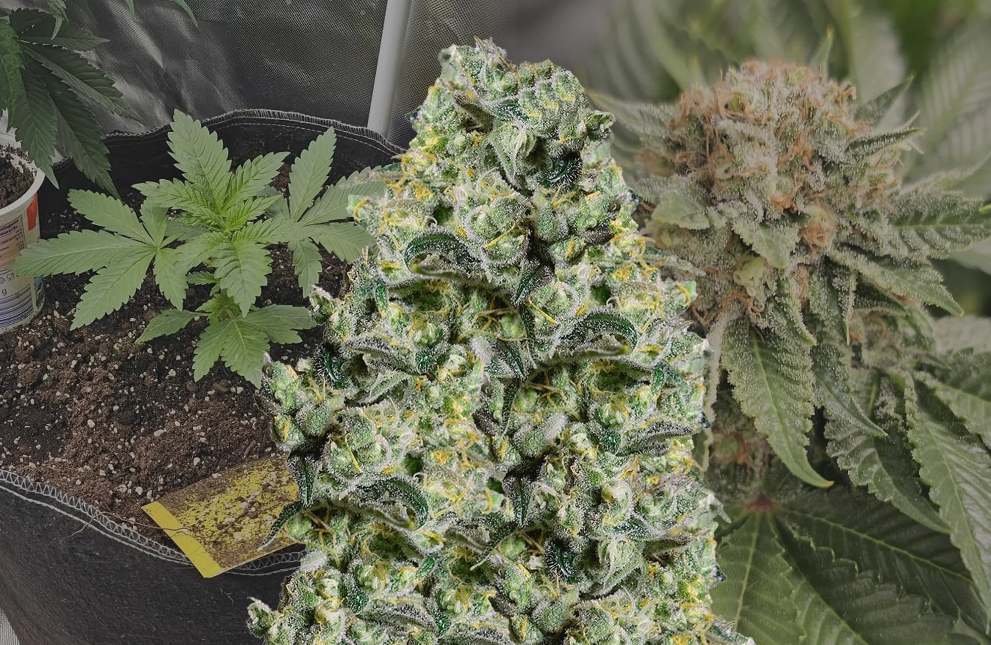 MAC 1 – Kweekdagboek per Week & Strain Review