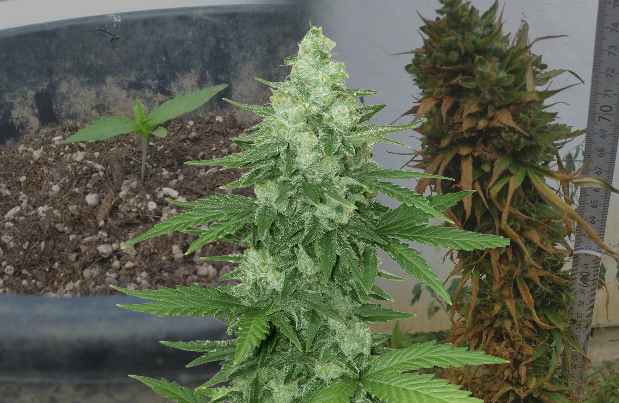 Moonshine Cookies Auto– Kweekdagboek per Week & Strain Review