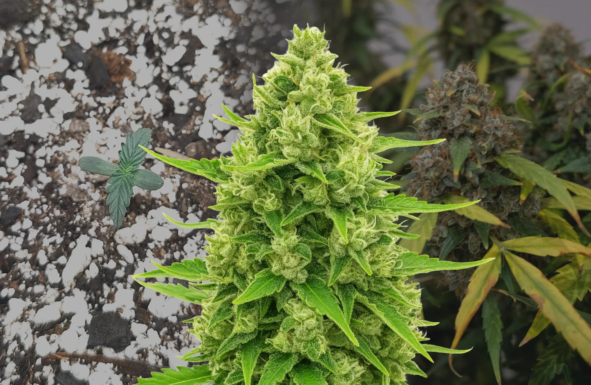 Northern Lights Auto – Week-voor-week kweekdagboek & strain review