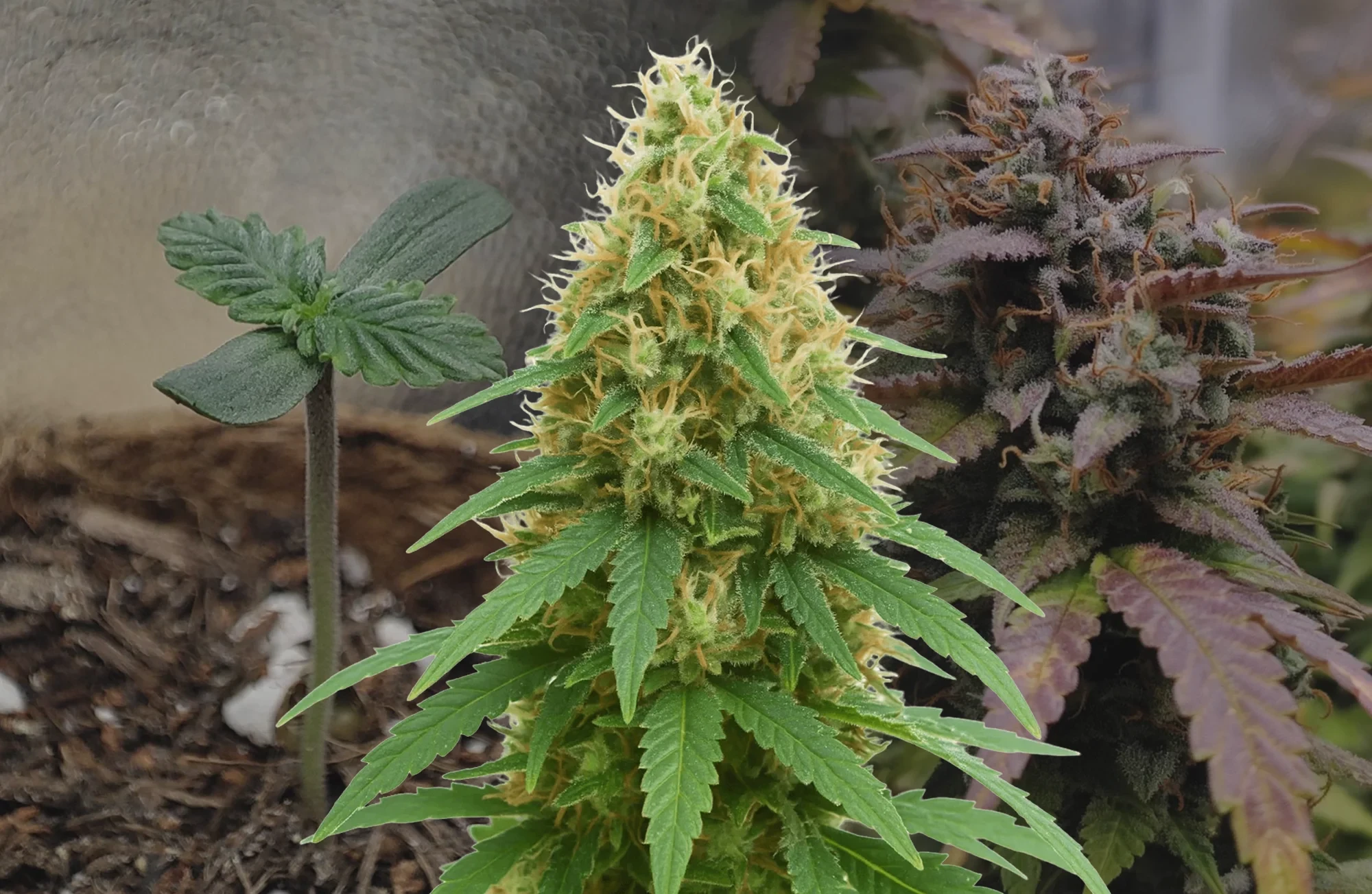 Pineapple Express Auto Kweekdagboek week per week