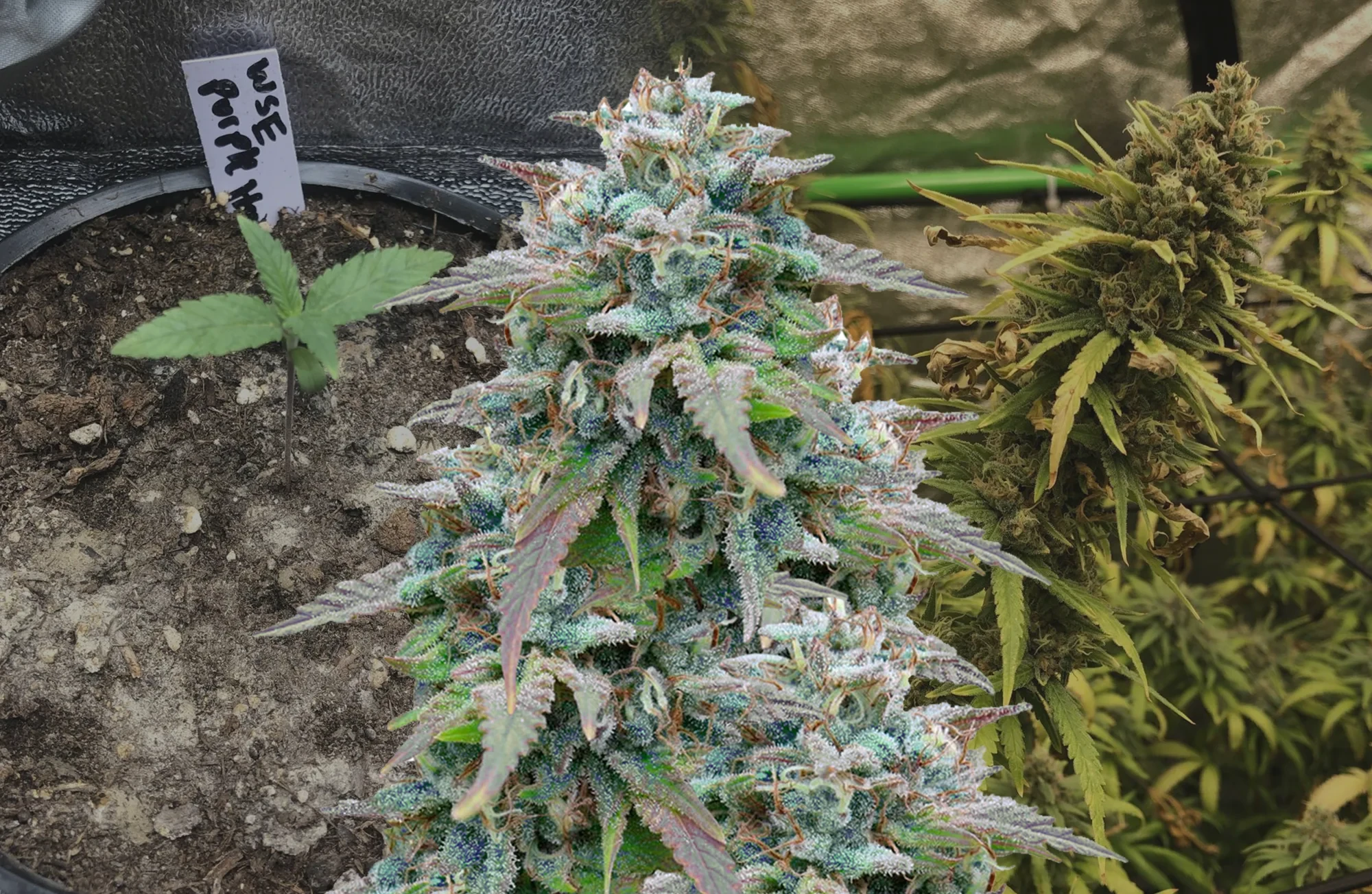 Purple Haze - Kweekdagboek per Week & Strain Review