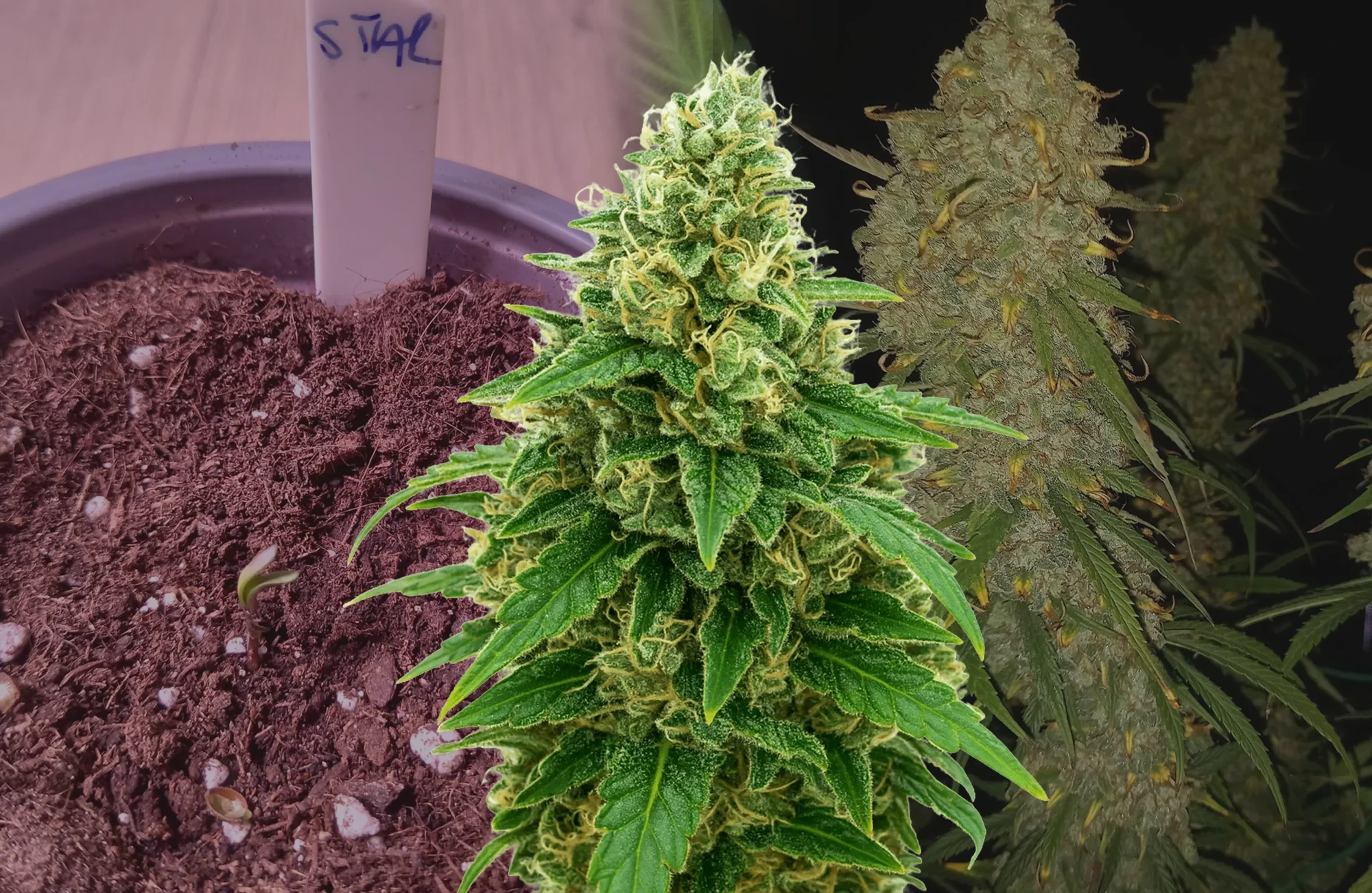 Stardawg Auto – Kweekdagboek per Week & Strain Review