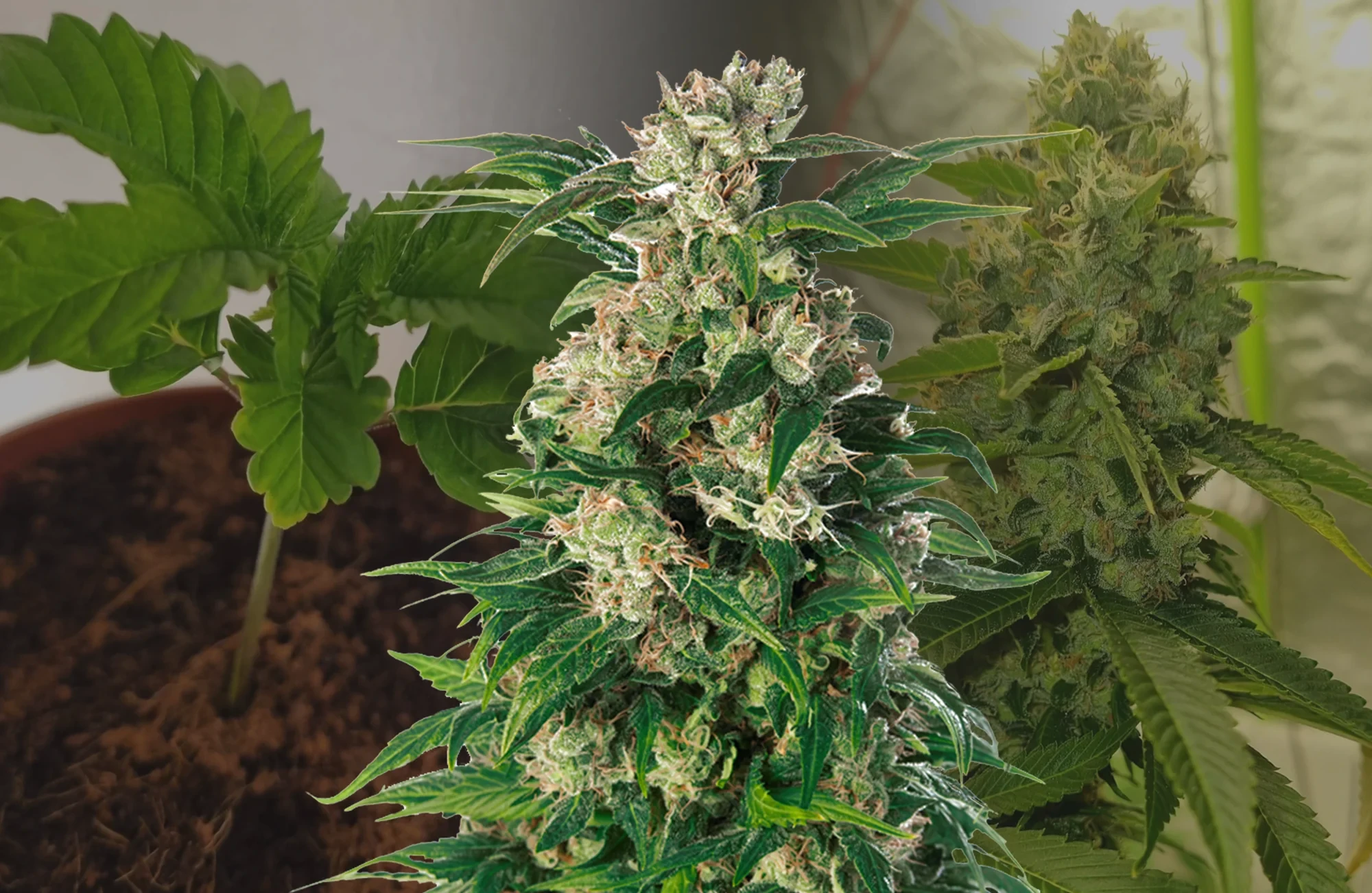 Trainwreck Kweekdagboek Week per Week