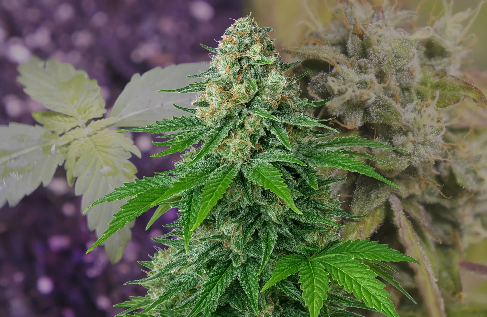 White Widow Auto – Week-tot-week Kweekdagboek & Strainreview