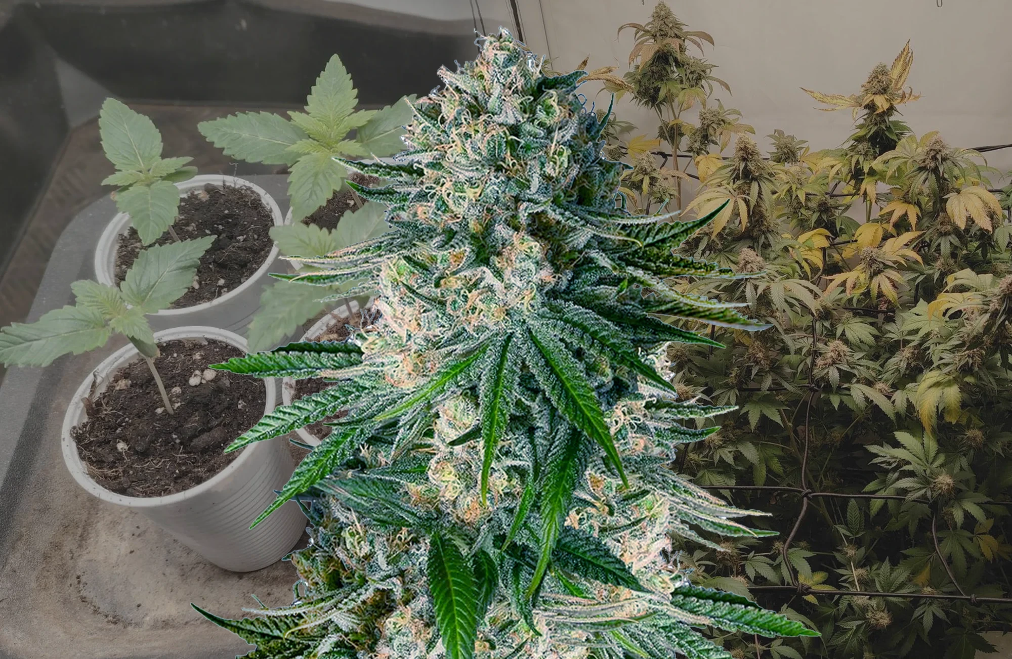 White Widow - Kweekdagboek per Week & Strain Review