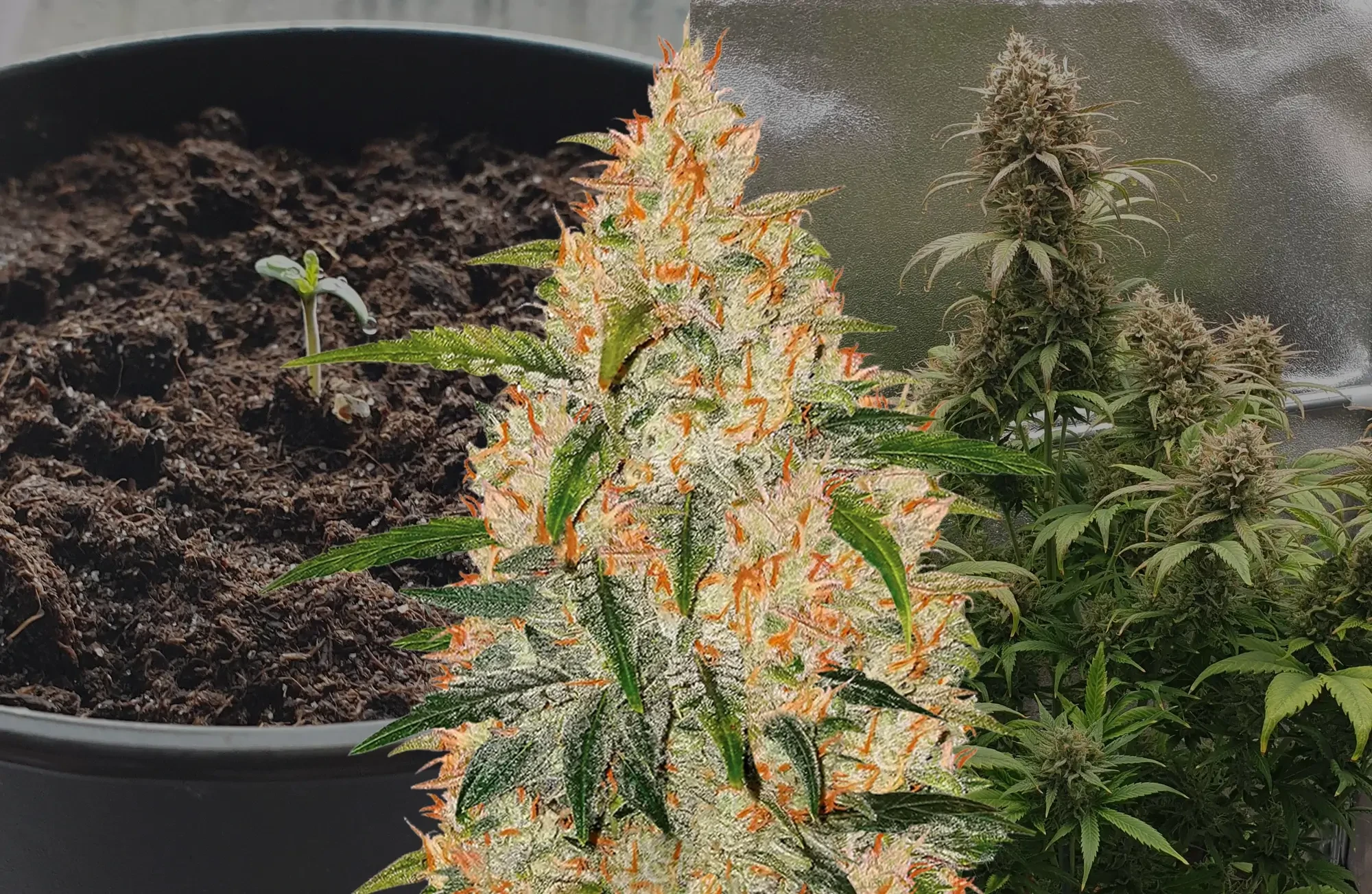 Zkittlez Autoflower Week-voor-Week Kweekdagboek