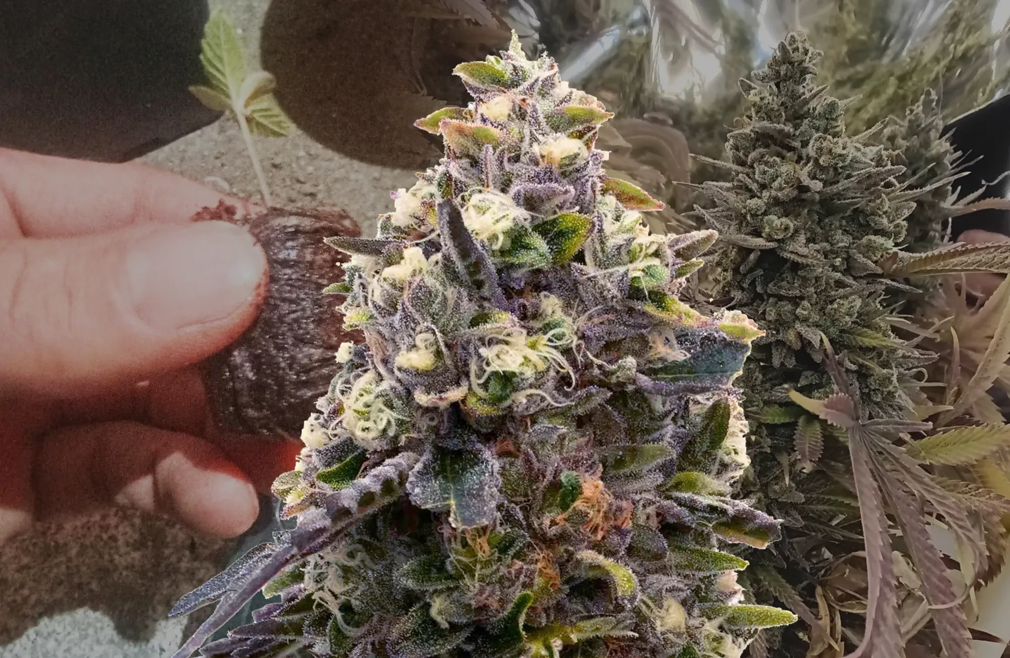 Zoap– Kweekdagboek per Week & Strain Review