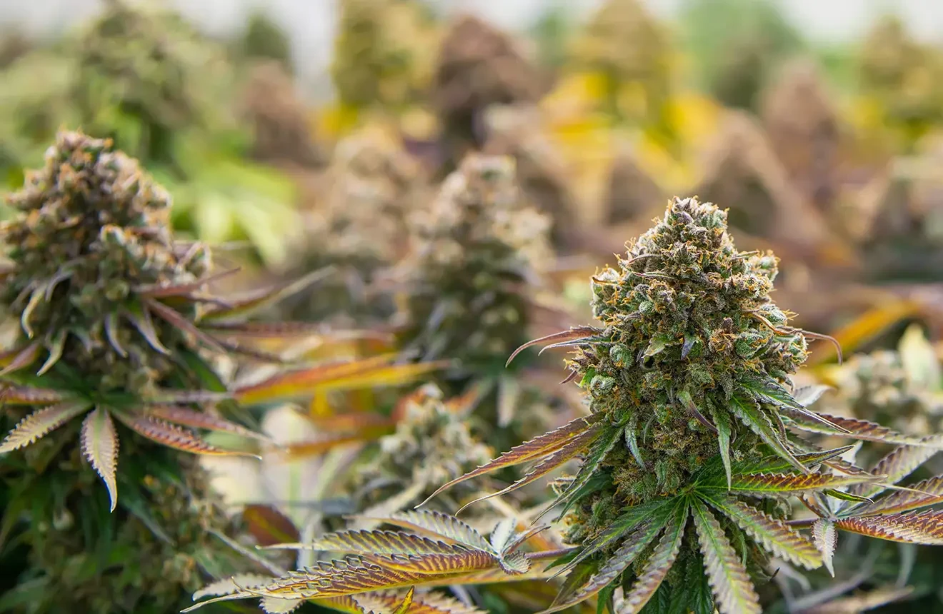 De Complete Beginnersgids voor het Binnen Kweken van Cannabis
