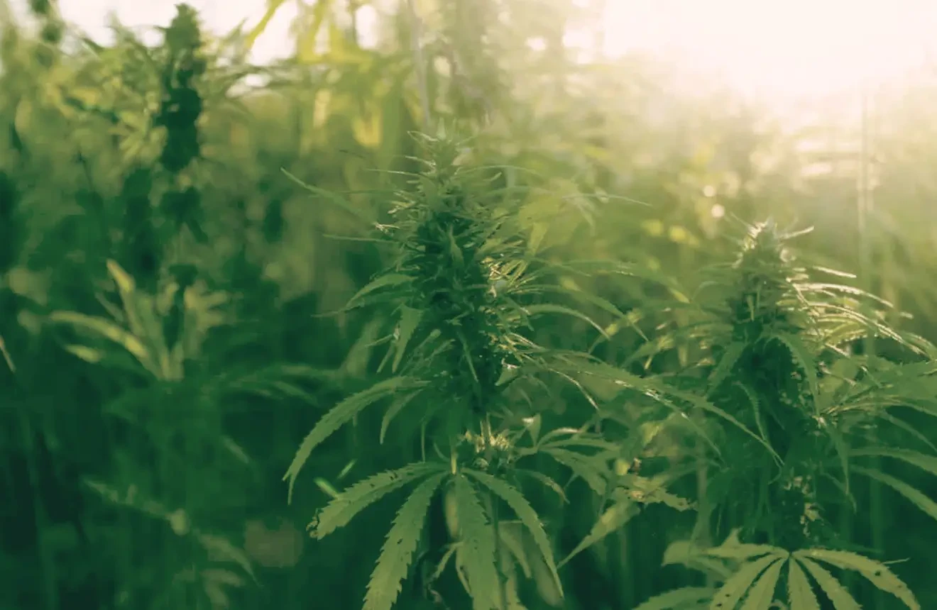 De ultieme gids voor het buiten kweken van cannabis (2026): zon, bodem en belachelijk grote opbrengsten
