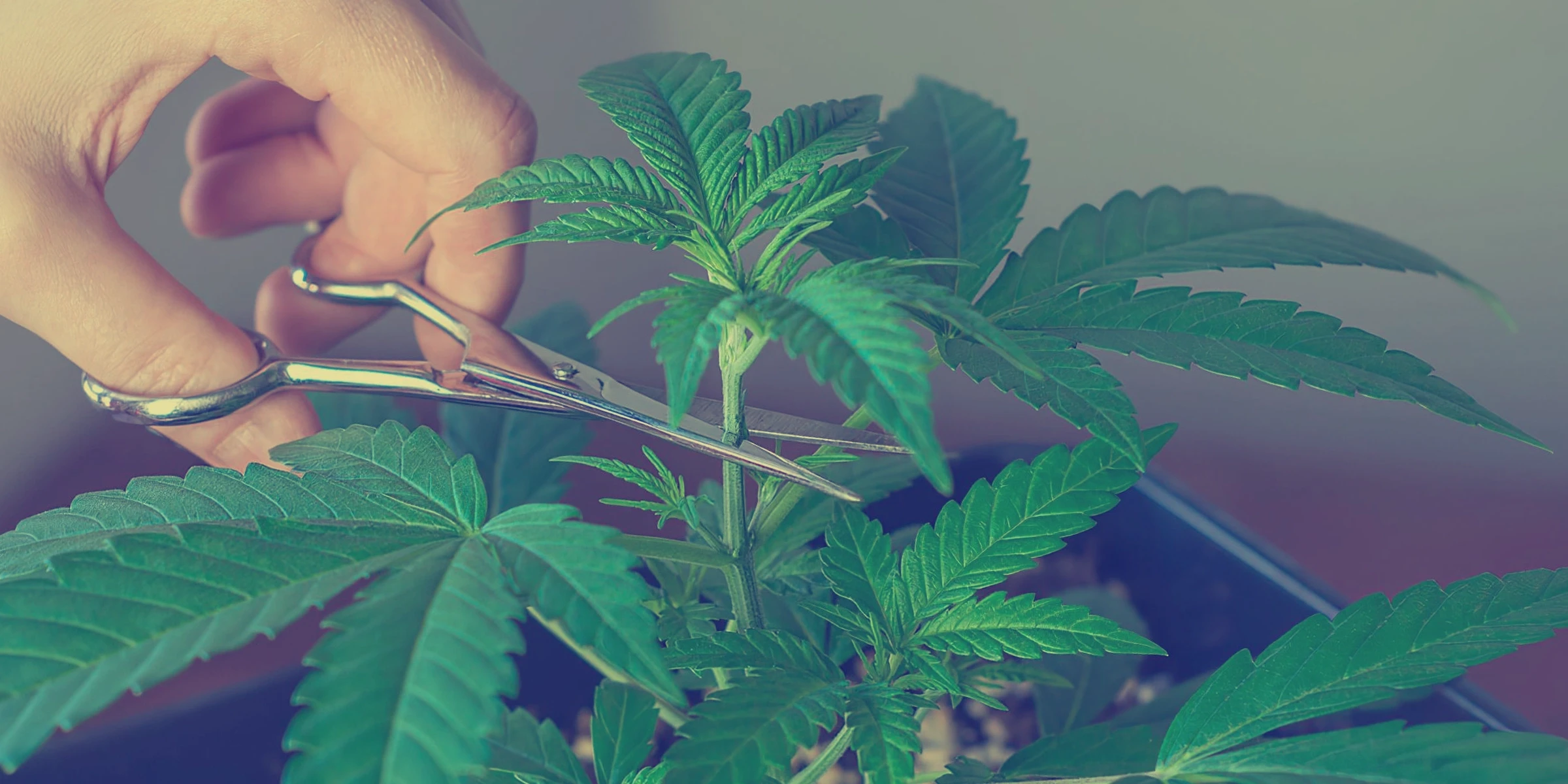 Gids voor het toppen en snoeien van Indica-cannabis voor maximale opbrengst en potentie