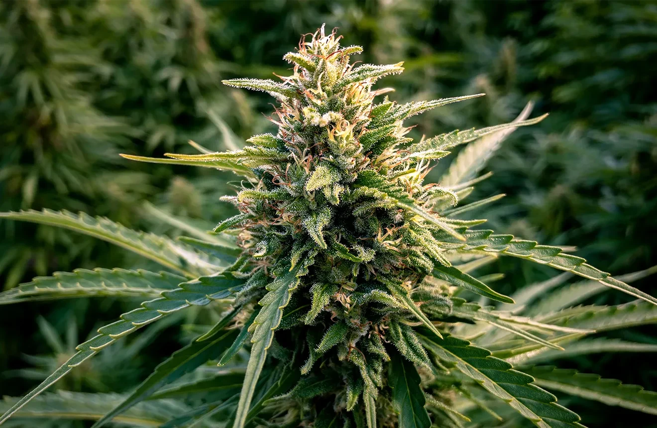 Top 5 CBD Soorten met de Hoogste Opbrengst