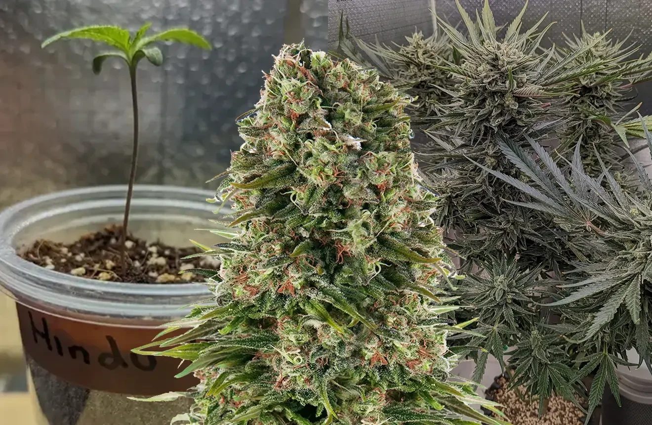 Hindu Kush Kweekdagboek van Week tot Week