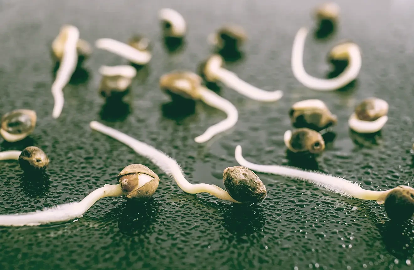 Hoe Je Cannabiszaden Laat Ontkiemen: 4 Simpele Methoden Stap voor Stap