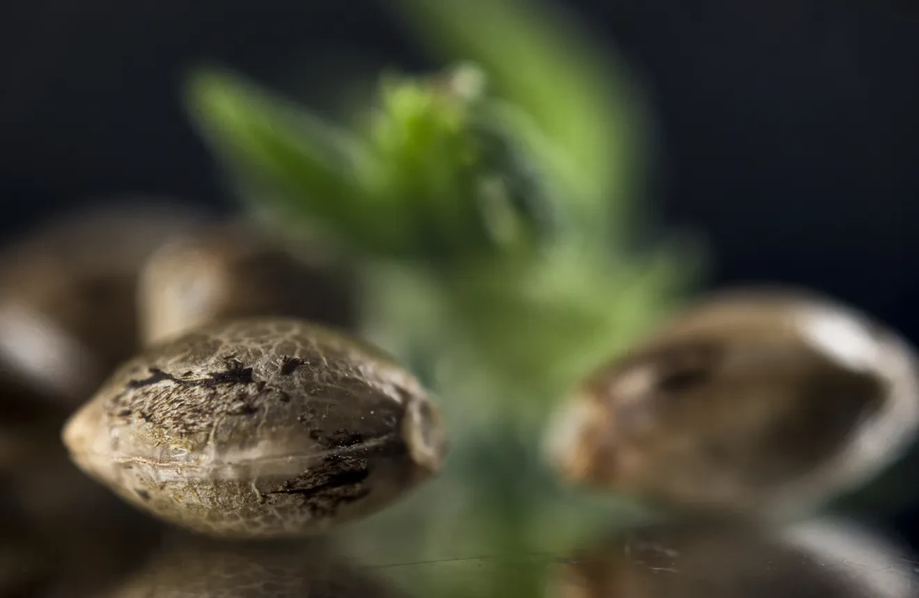 Hoe Kan je Vrouwelijke van Mannelijke Wietzaden Onderscheiden
