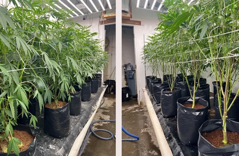 Lollipopping Cannabis: Wanneer en hoe je moet snoeien voor dichte toppen