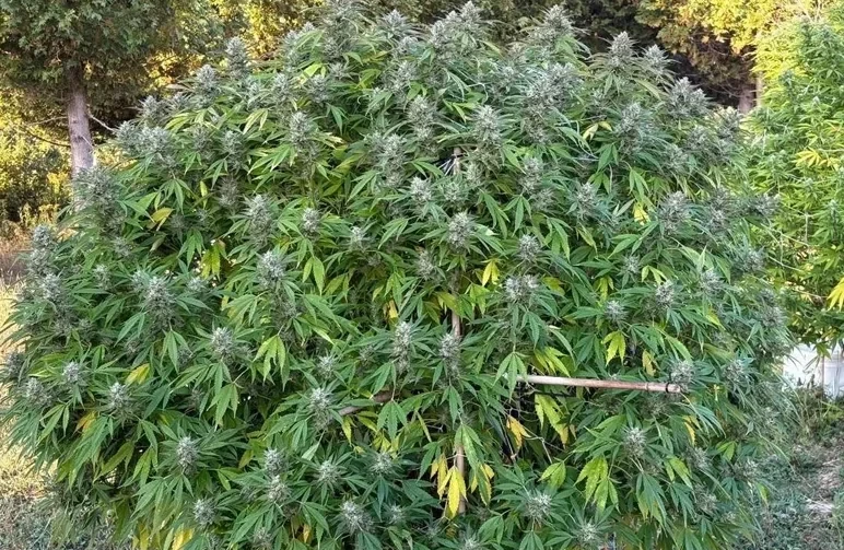 Outdoor Cannabis Kweekplekken: de ultieme gids