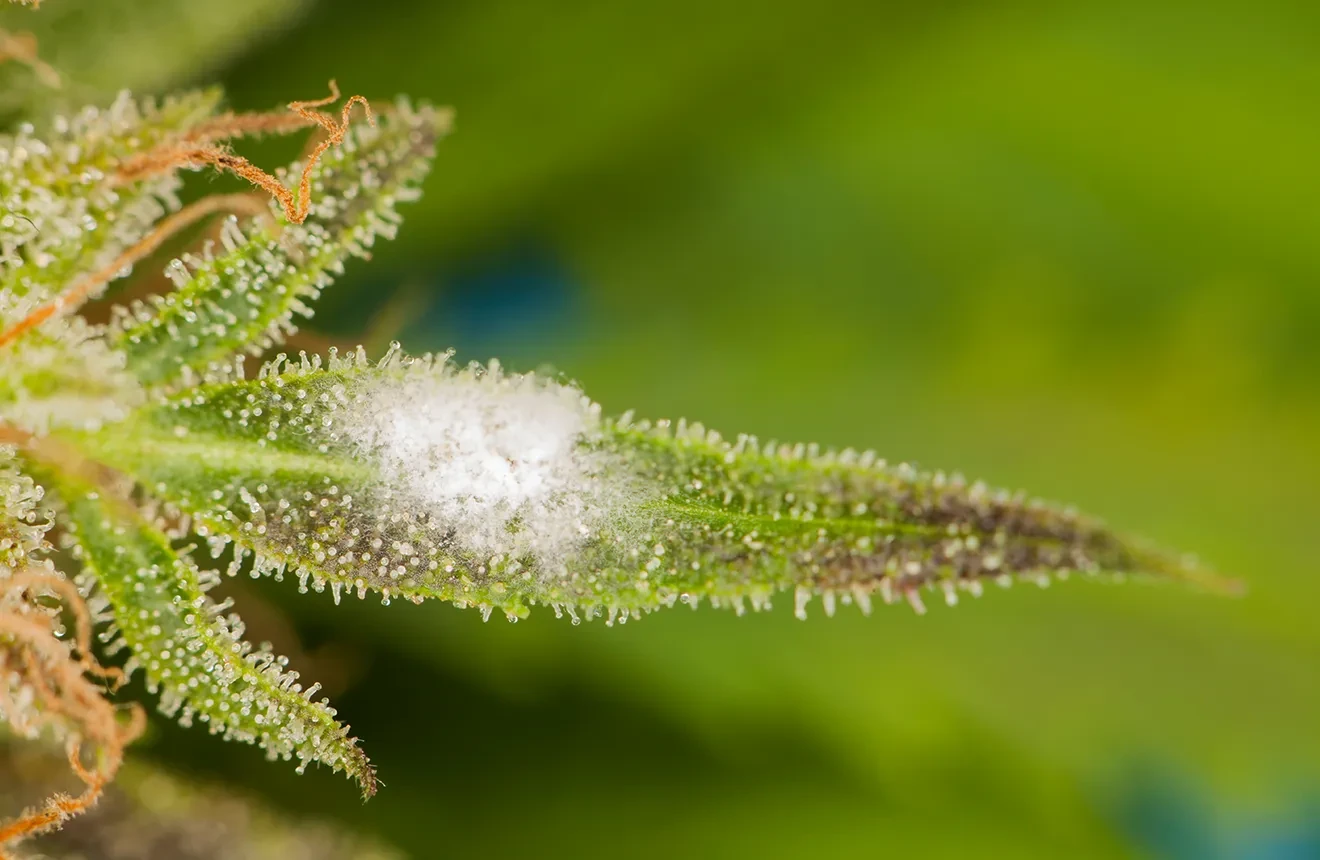 Hoe bestrijd je schimmel op je wietplant?