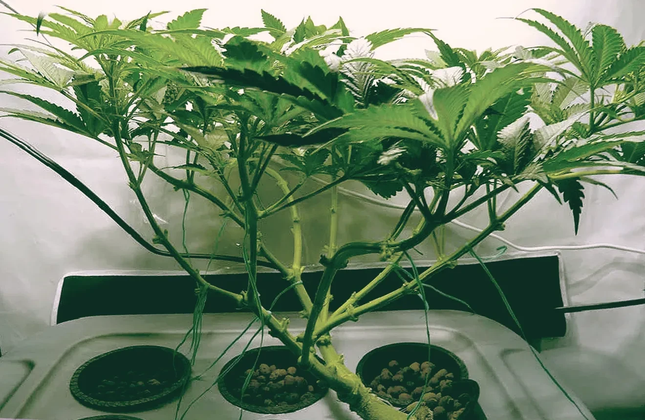 Monster Cropping Cannabis - De Ultieme Gids
