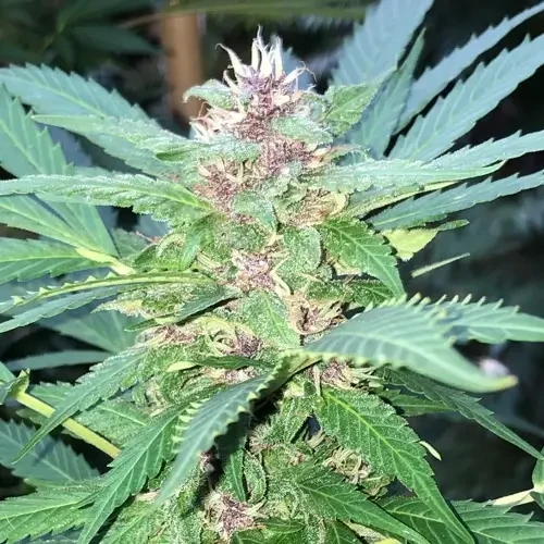 Autoflowers Kweken in Extreem Kleine Ruimtes