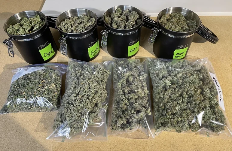 Hoe cannabis te trimmen: de ultieme gids voor nat vs. droog trimmen