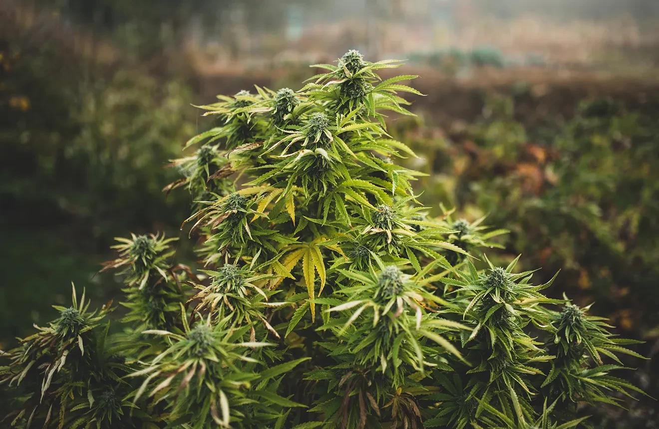 Top 10 sterkste wietsoorten in Nederland