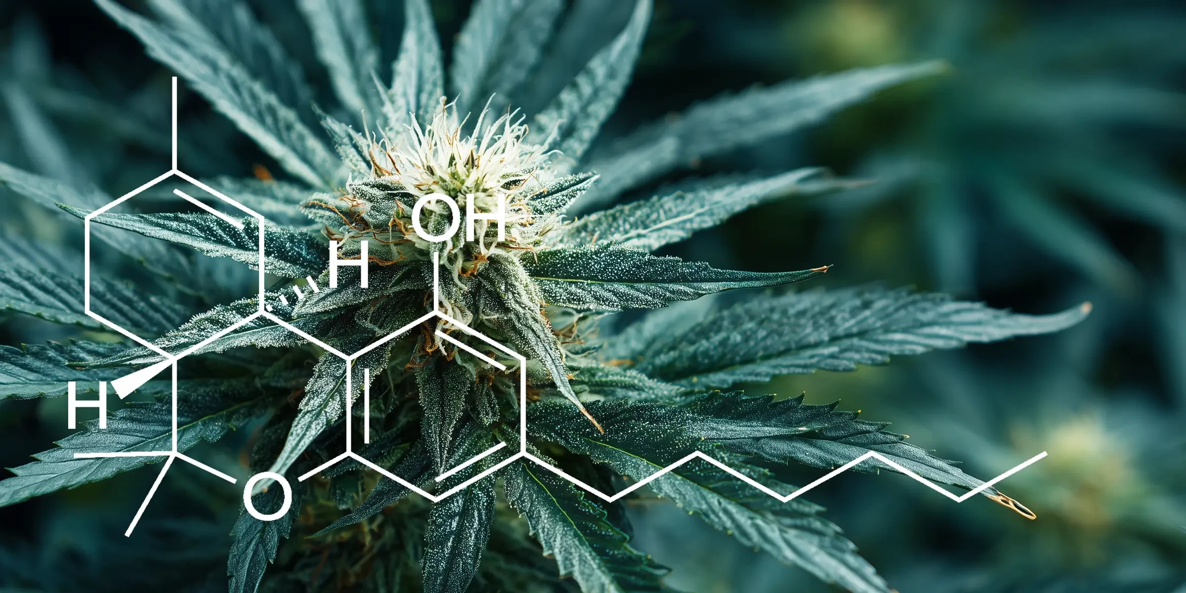 Studie: Kwantificering van THC-niveaus in verschillende variëteiten van Cannabis Sativa