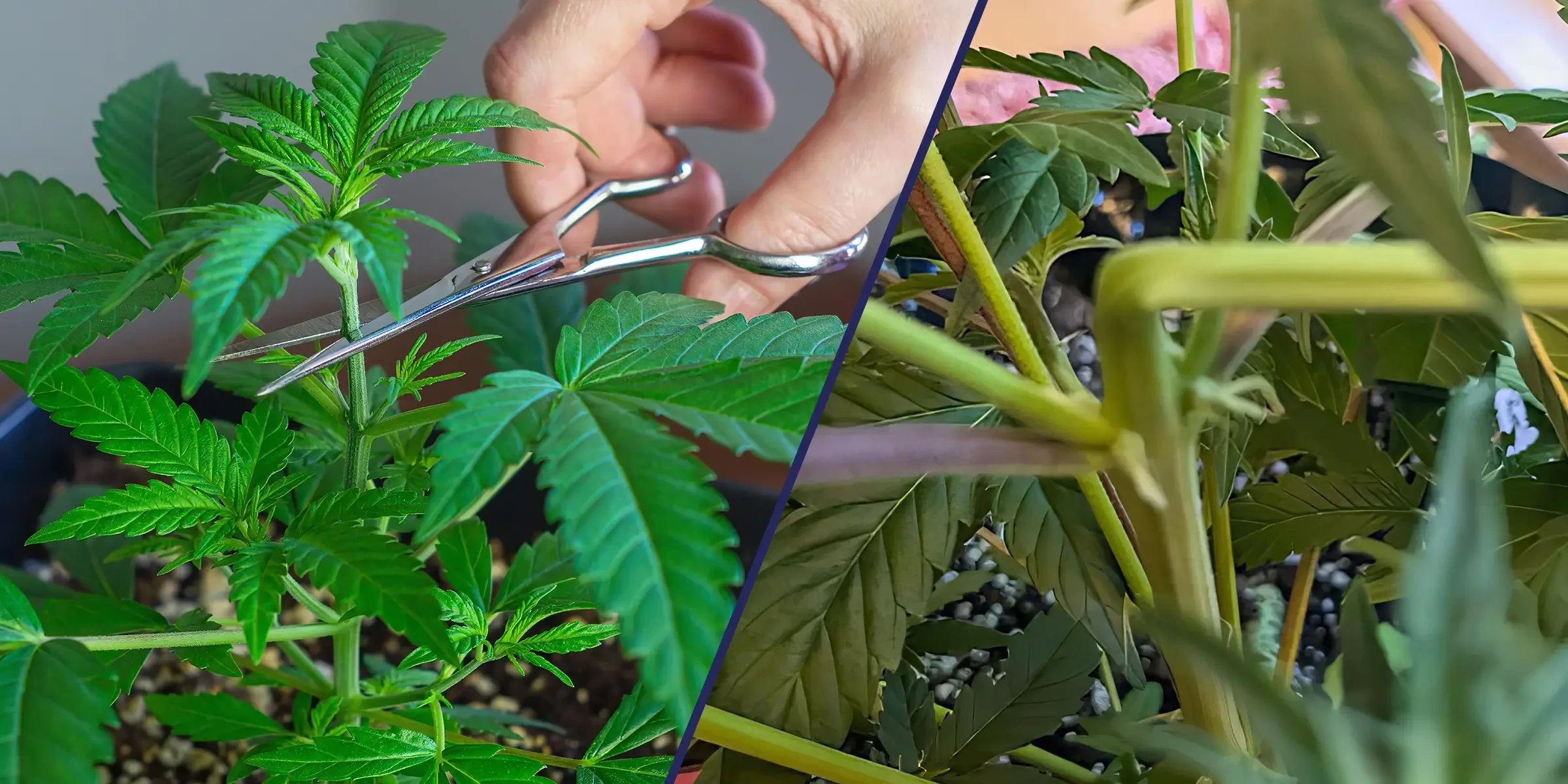 Super Cropping vs. Topping: Welke techniek levert hogere cannabisopbrengsten op?