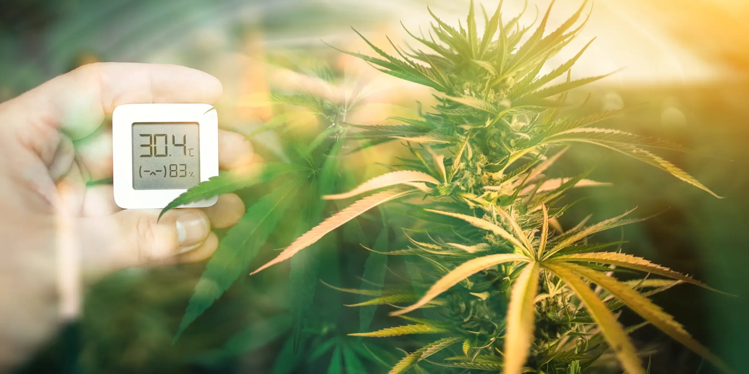 Optimalisatie van temperatuur en luchtvochtigheid voor de groei van gefeminiseerde cannabis