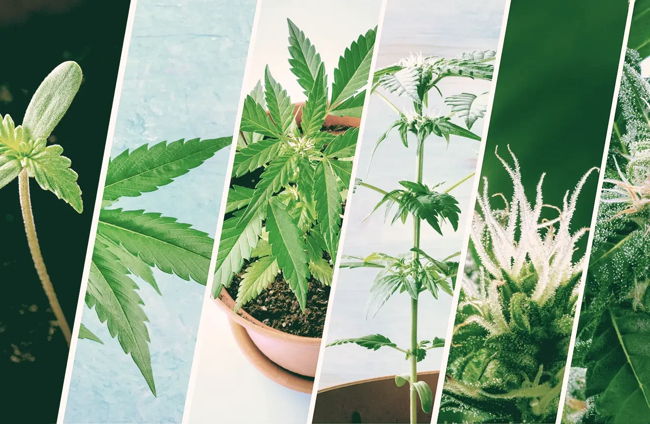 De 4 groeifases van een wietplant