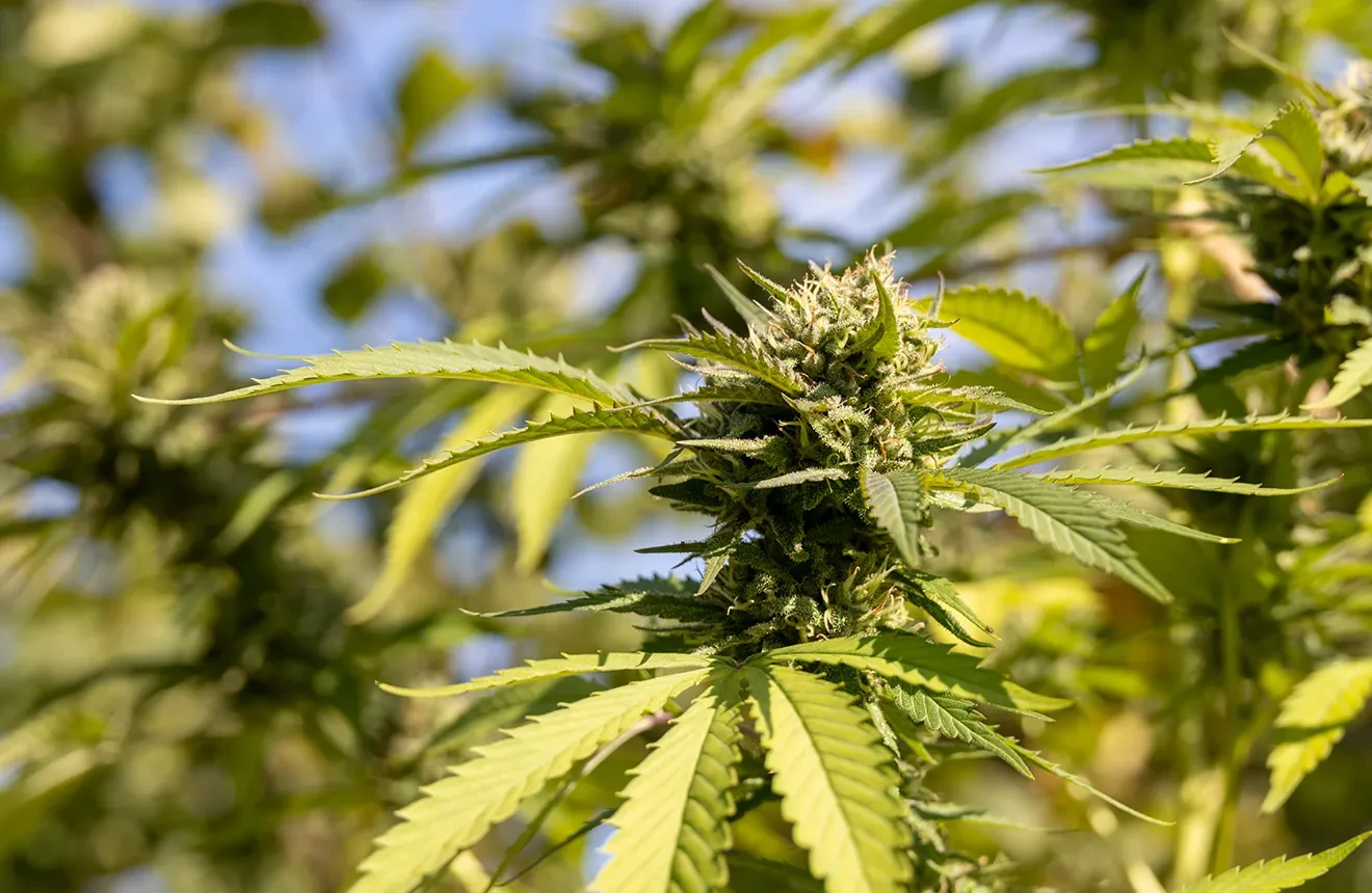 De 10 Beste Autoflower Soorten voor Snelheid, Potentie en Opbrengst