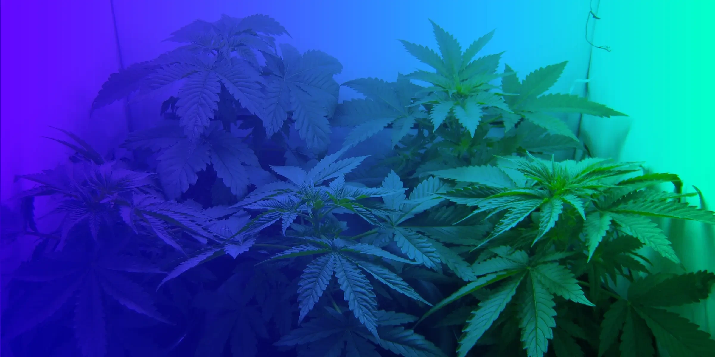 Top 5 makkelijkste gefeminiseerde cannabiszaden voor beginners