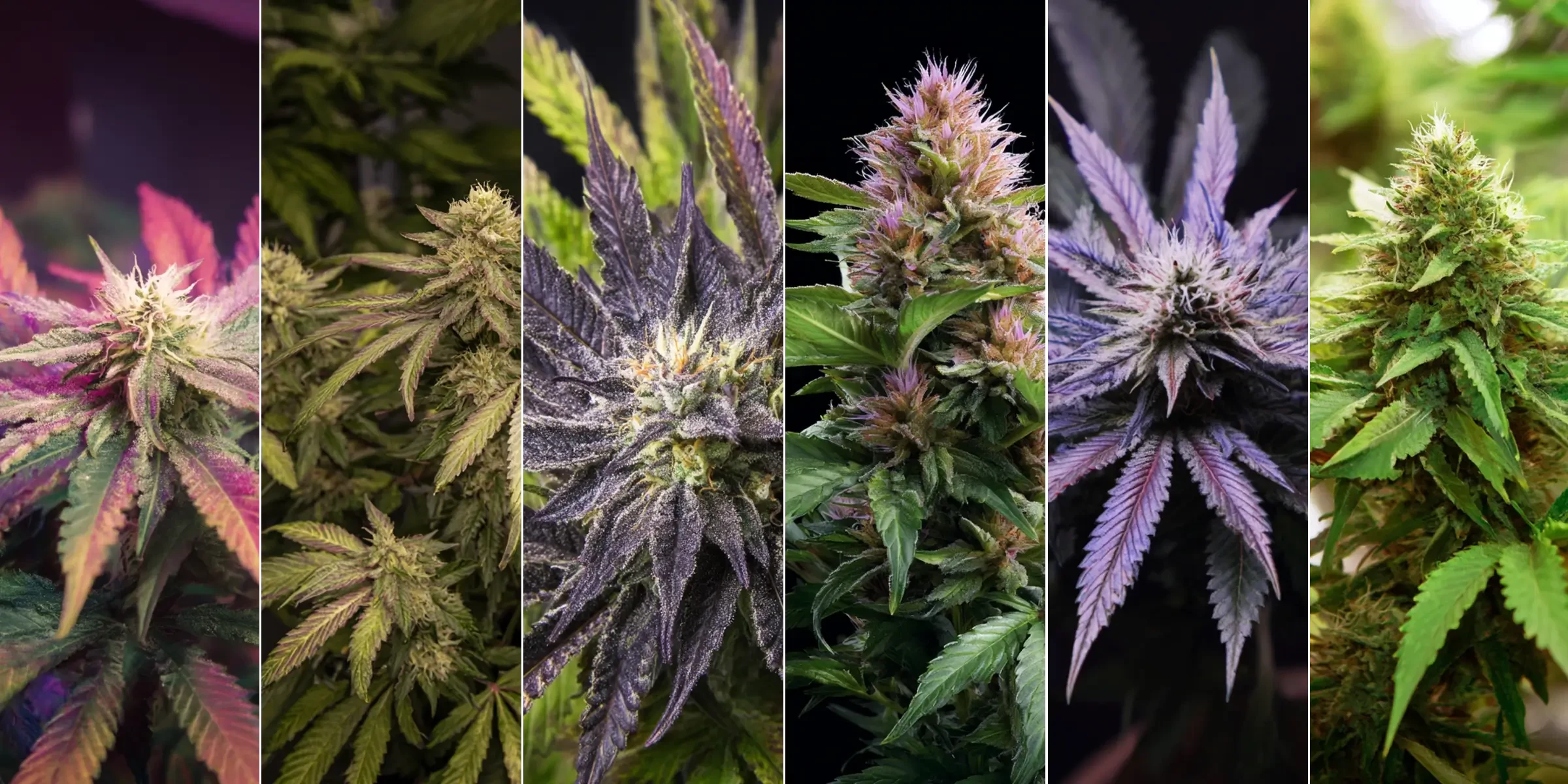 Top 6 meest ontspannende indica soorten voor slaap en stressvermindering