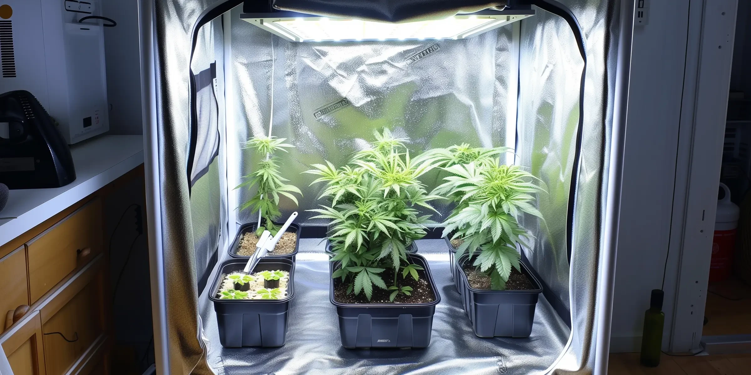 Top 7 Makkelijkste Fotoperiode Cannabis Strains voor Beginners