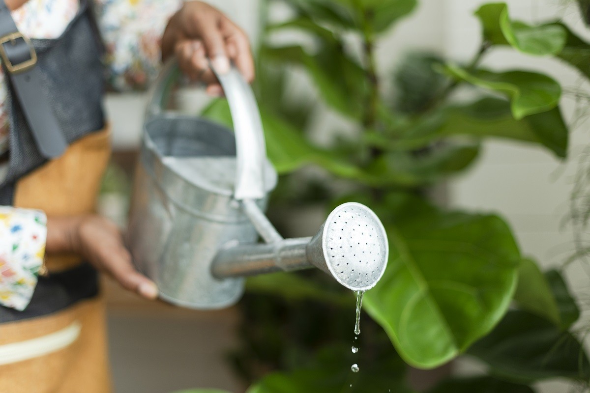 Hoeveel water voor een Autoflower in een 20L Pot?