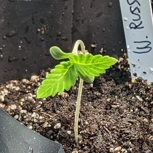 De Beste Grond voor Autoflower Planten