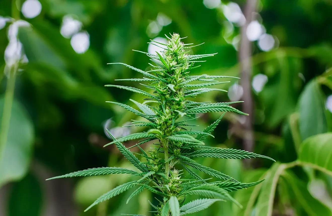 Wat zijn Autoflower Wietzaden?