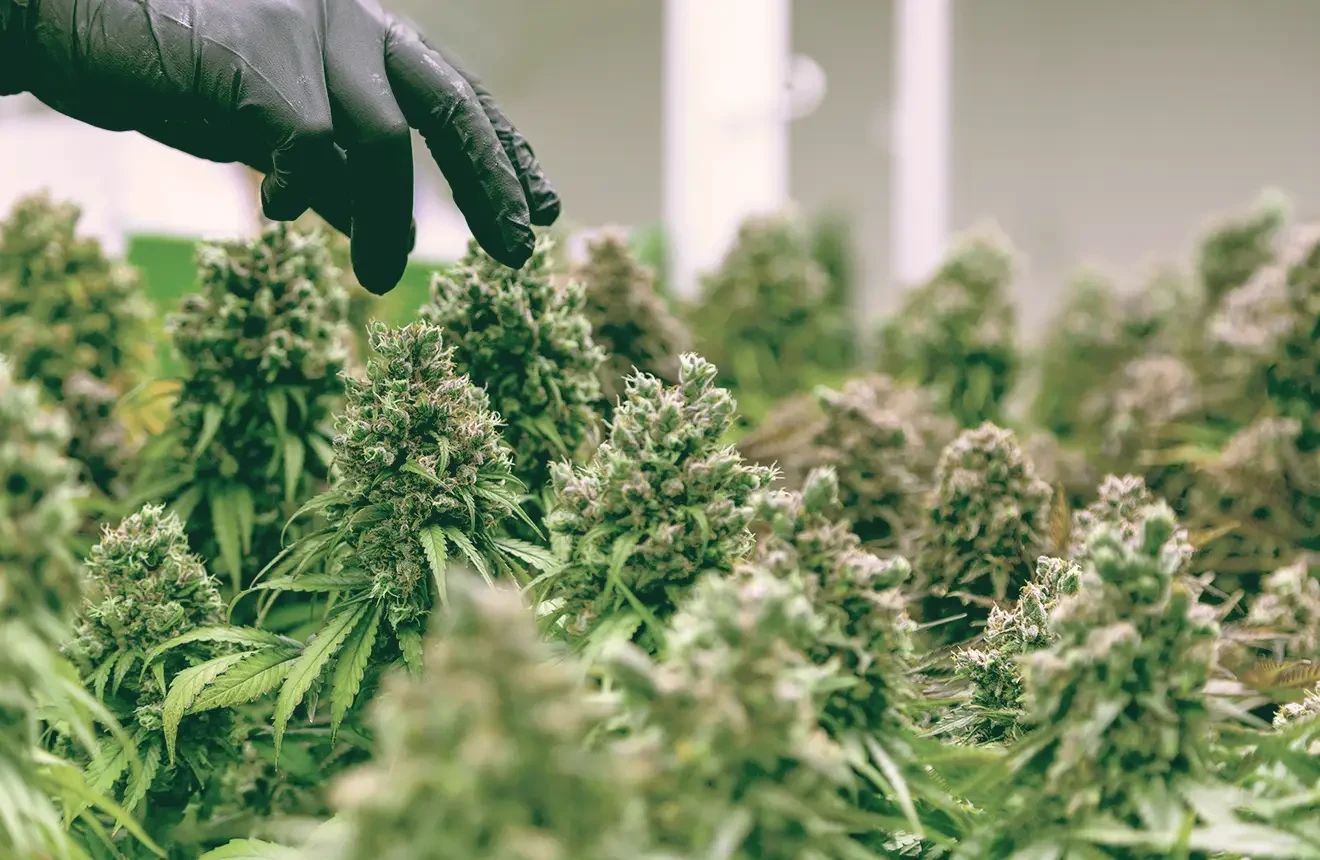 Wanneer cannabis oogsten: een visuele gids voor maximale potentie
