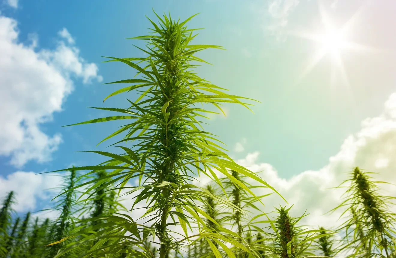 Vraag: Waarom is mijn wietplant lang en dun?