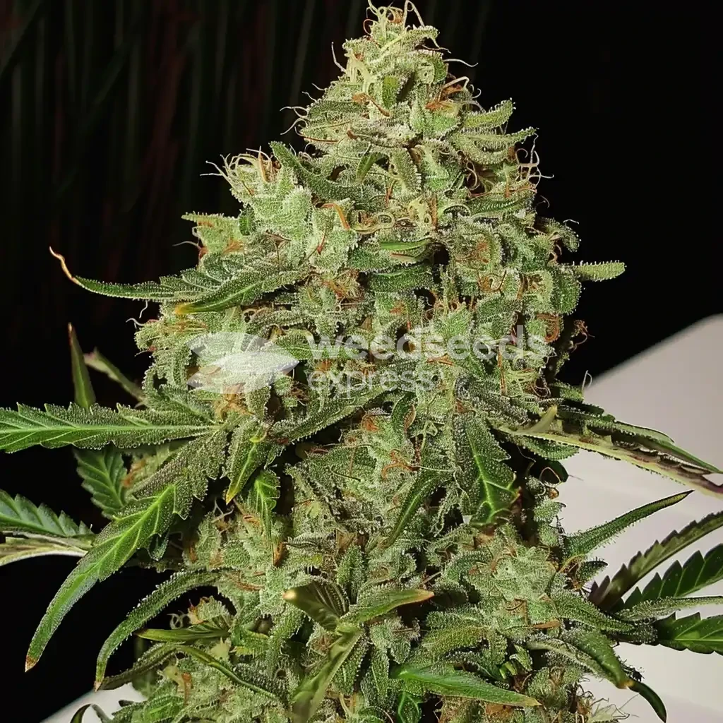 AK-47 cannabisplant