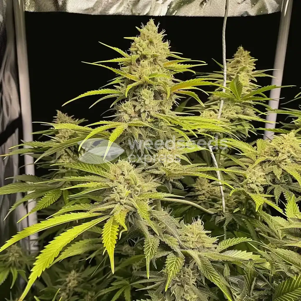 Acapulco Gold Plant gekweekt door SheGrows
