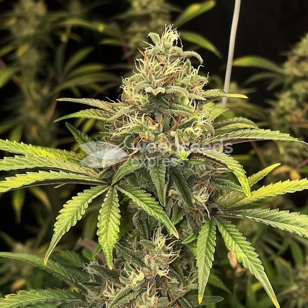 Afghani Plant gekweekt door SheGrows