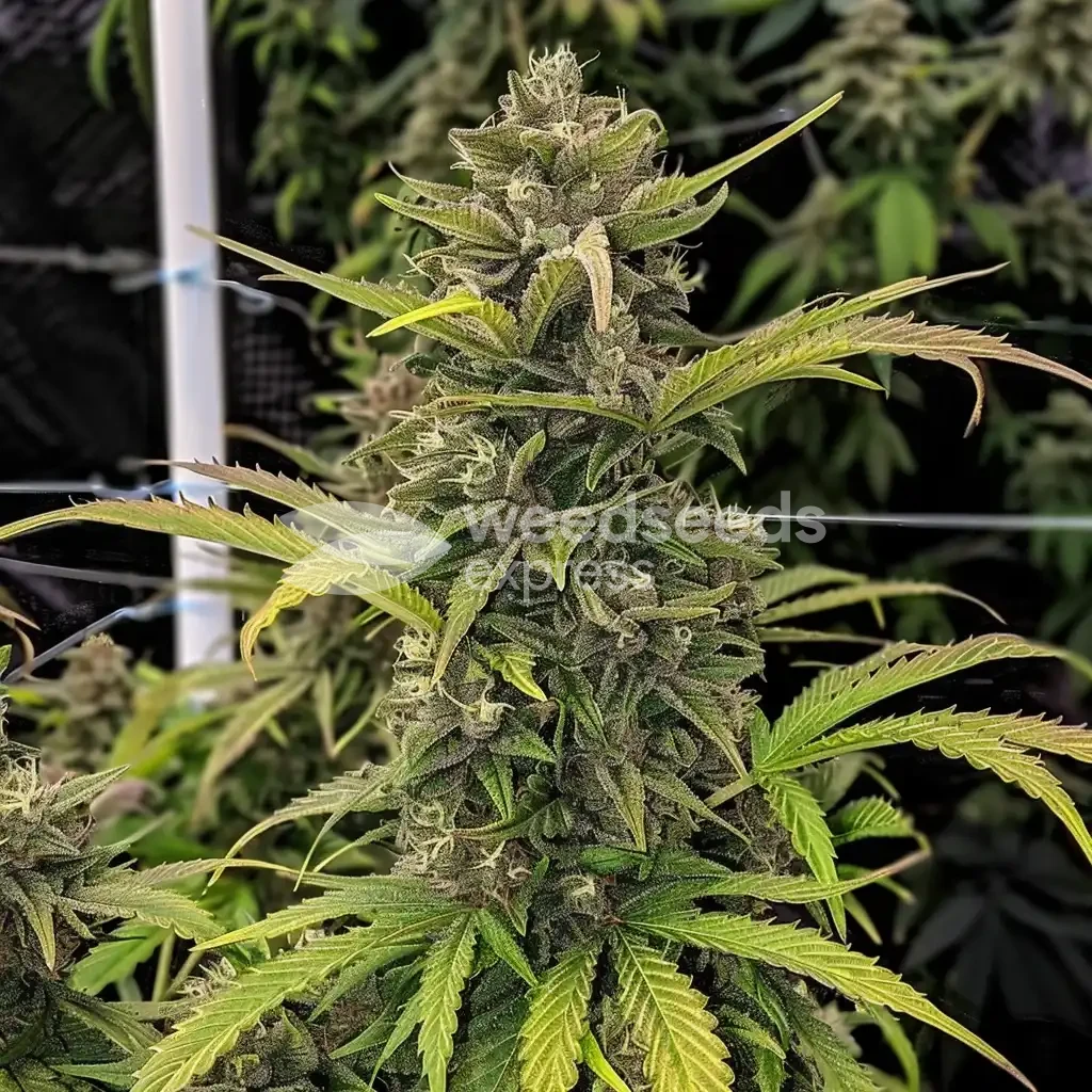 Amnesia Haze gekweekt door klant