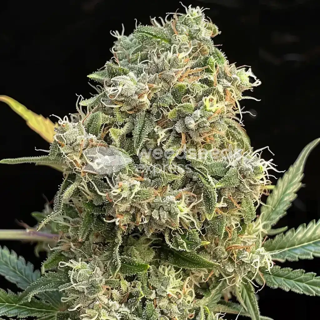 Amnesia Haze X White Widow Feminized by WeedSeedsExpress grown by WSE