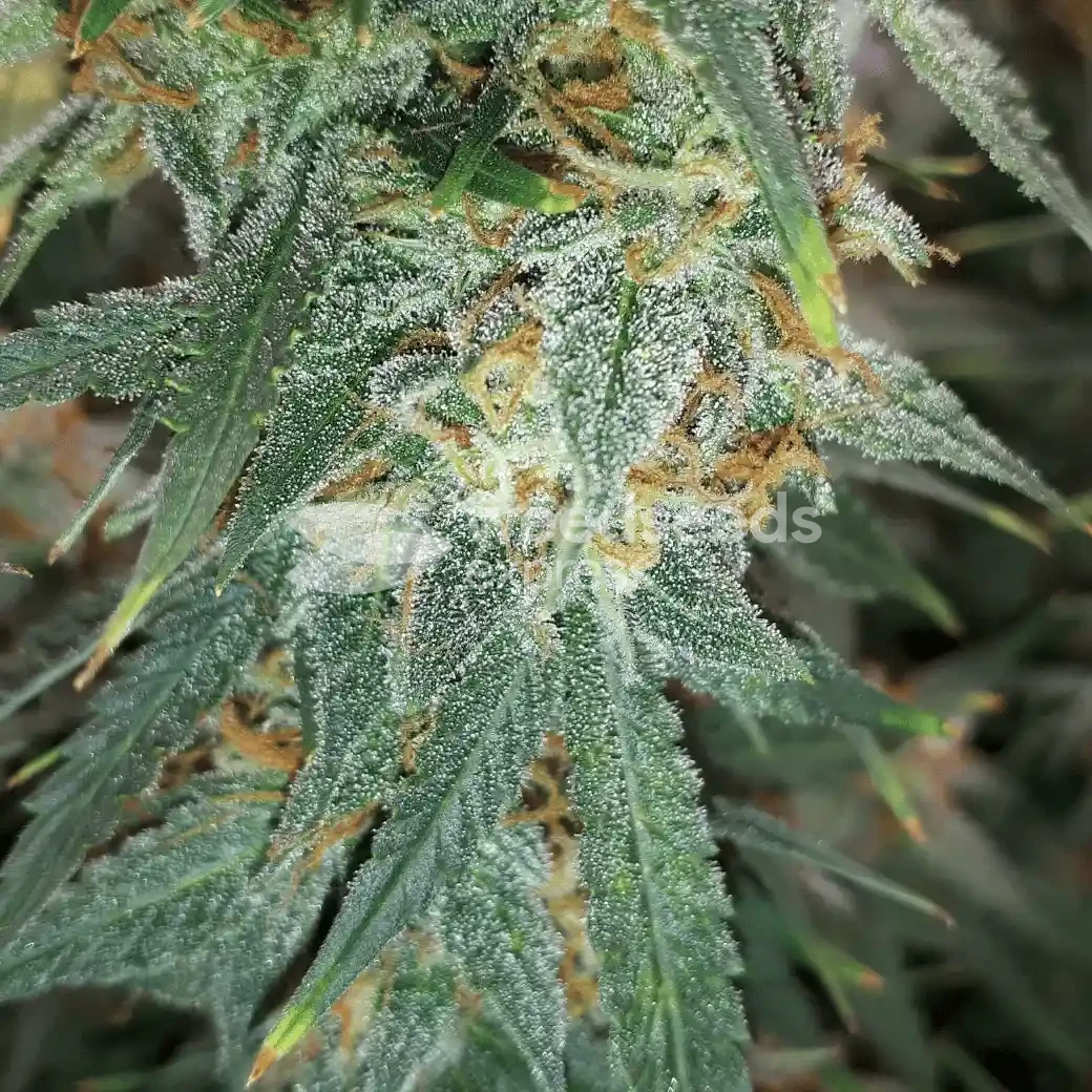 Amnesia Kush Auto by WeedSeedsExpress grown by Rock_n_Roll_Randy