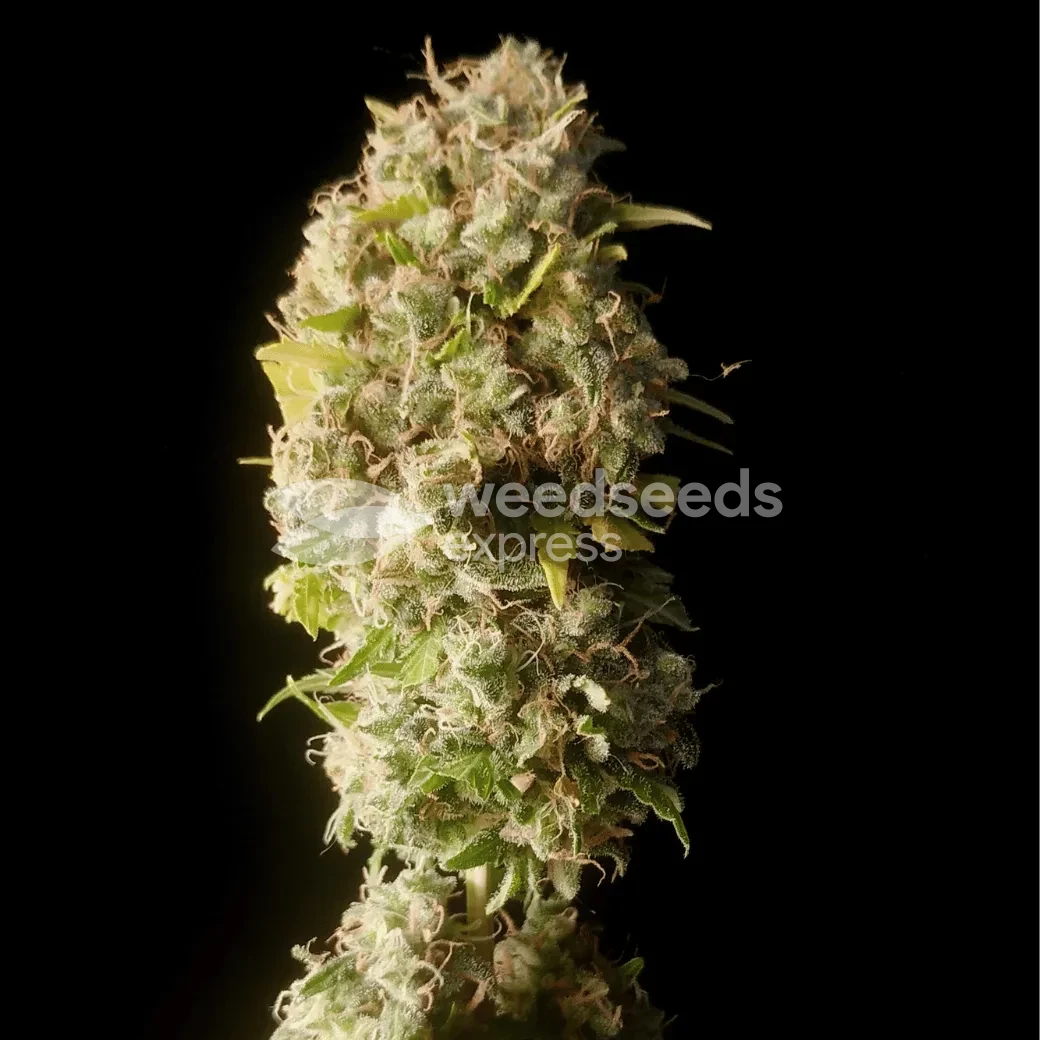 Amnesia Lemon Kush by WeedSeedsExpress grown by Zurban_Poison