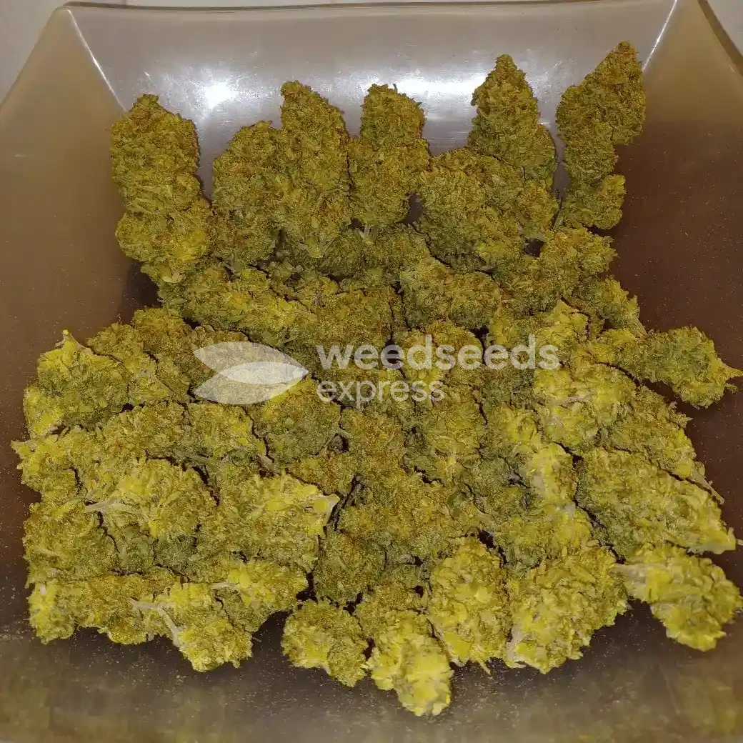 Big Jack Widow Auto by WeedSeedsExpress grown by Roberts