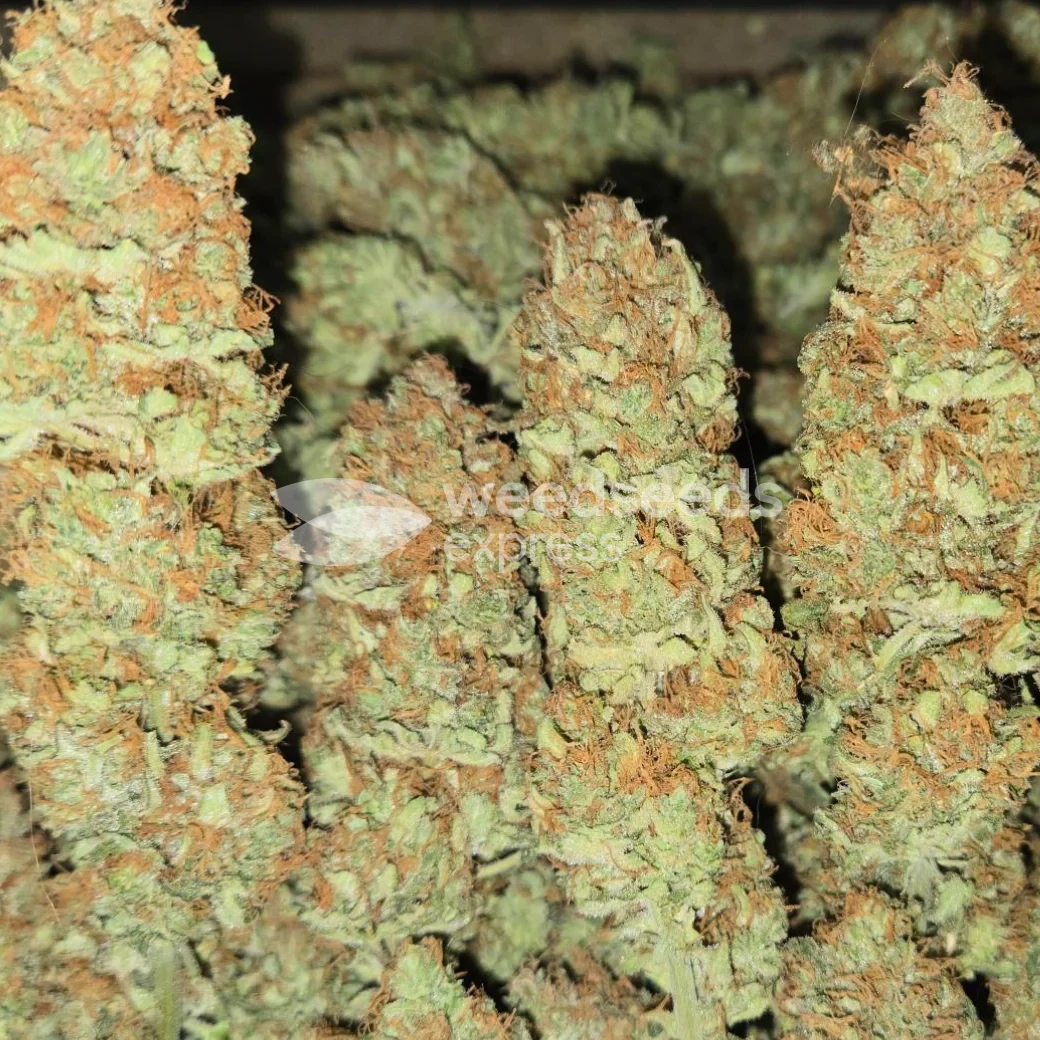Black Domina Feminized by WeedSeedsExpress grown by Tropicannibis_Todd
